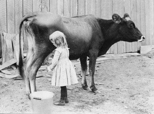 Produção de leite 1955
